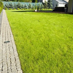 MM GROUP SPÓŁKA Z OGRANICZONĄ ODPOWIEDZIALNOŚCIĄ - Zadbany trawnik z kostką brukową i oświetleniem wzdłuż ścieżki. W tle rząd niskich, ozdobnych drzew iglastych i nowoczesny dom. Słoneczny dzień.