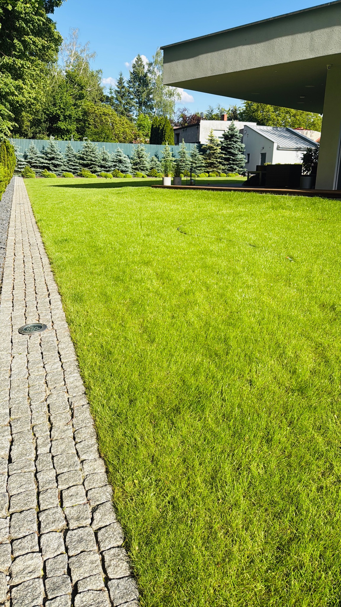 Zadbany trawnik z kostką brukową i oświetleniem wzdłuż ścieżki. W tle rząd niskich, ozdobnych drzew iglastych i nowoczesny dom. Słoneczny dzień.