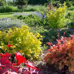 Rabata z barwnymi żurawkami w odcieniach czerwieni, żółci i pomarańczy, na tle zielonego trawnika i drzew w słoneczny dzień.
