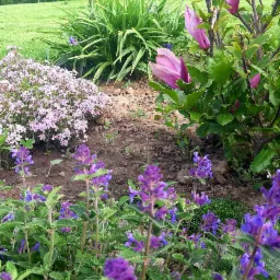 Rabata z kwitnącą lawendą, różowymi floksami szydlastymi i magnolią w ogrodzie, widok z bliska na kwiaty w różnych stadiach rozwoju.