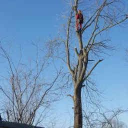 Arborysta w czerwonym kombinezonie i kasku, zabezpieczony linami, stoi na wysokim, ogołoconym z liści drzewie, które zostało już częściowo przycięte, na tle błękitnego nieba i zabudowań.