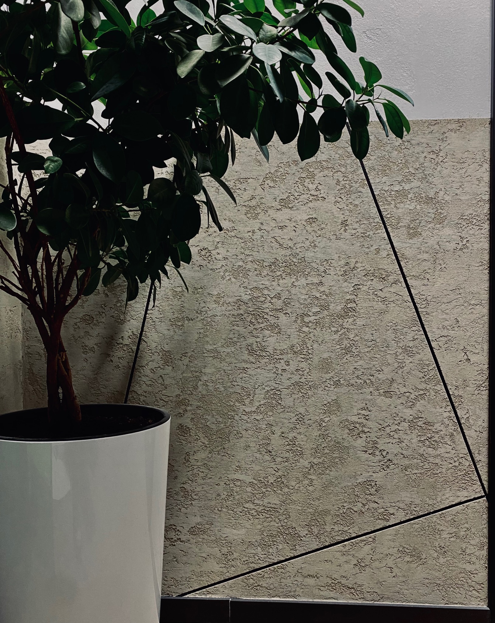 Roślina doniczkowa z ciemnozielonymi liśćmi w białej, błyszczącej donicy na tle ściany z dekoracyjnym tynkiem strukturalnym i geometrycznym wzorem z czarnych listew.