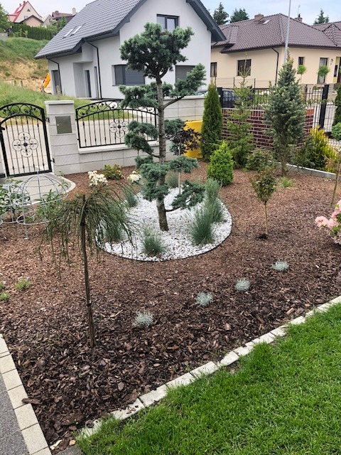 Ogród przydomowy z ozdobnym, formowanym drzewem iglastym na białym żwirze, kora drzewna na rabatach, trawnik i ogrodzenie z kutą bramą.