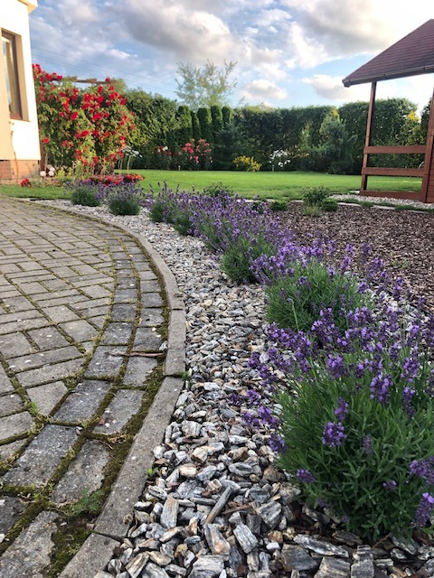 Ogród z krzewami lawendy oddzielonymi kamieniami od ścieżki z kostki, w tle trawnik, żywopłot i altana