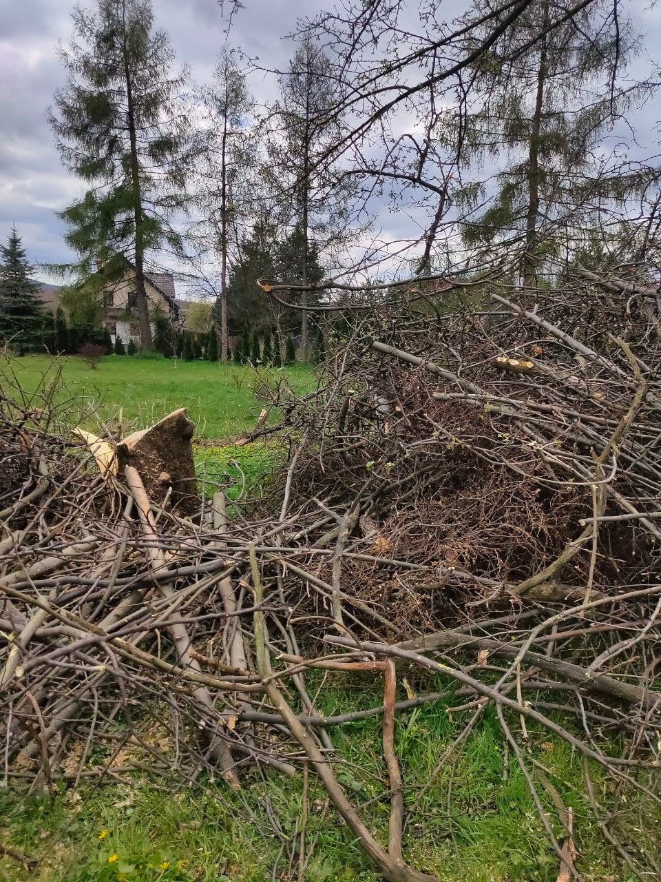 Stos pociętych gałęzi i drewna leżący na trawie z pniem po ściętym drzewie w tle, widok na dom i drzewa w pochmurny dzień.