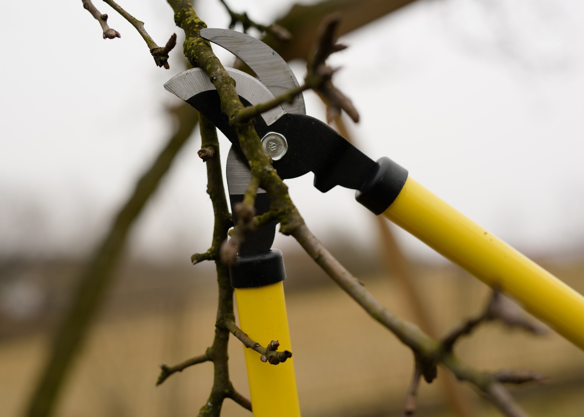 Przycinanie jabłoni