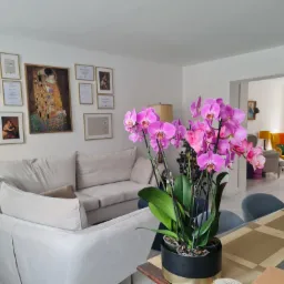 Jasny salon z beżową sofą, różowym krzesłem i storczykiem w czarno-złotej doniczce na pierwszym planie. Na ścianie wiszą oprawione zdjęcia i certyfikaty, w tym reprodukcja obrazu 'Pocałunek'...