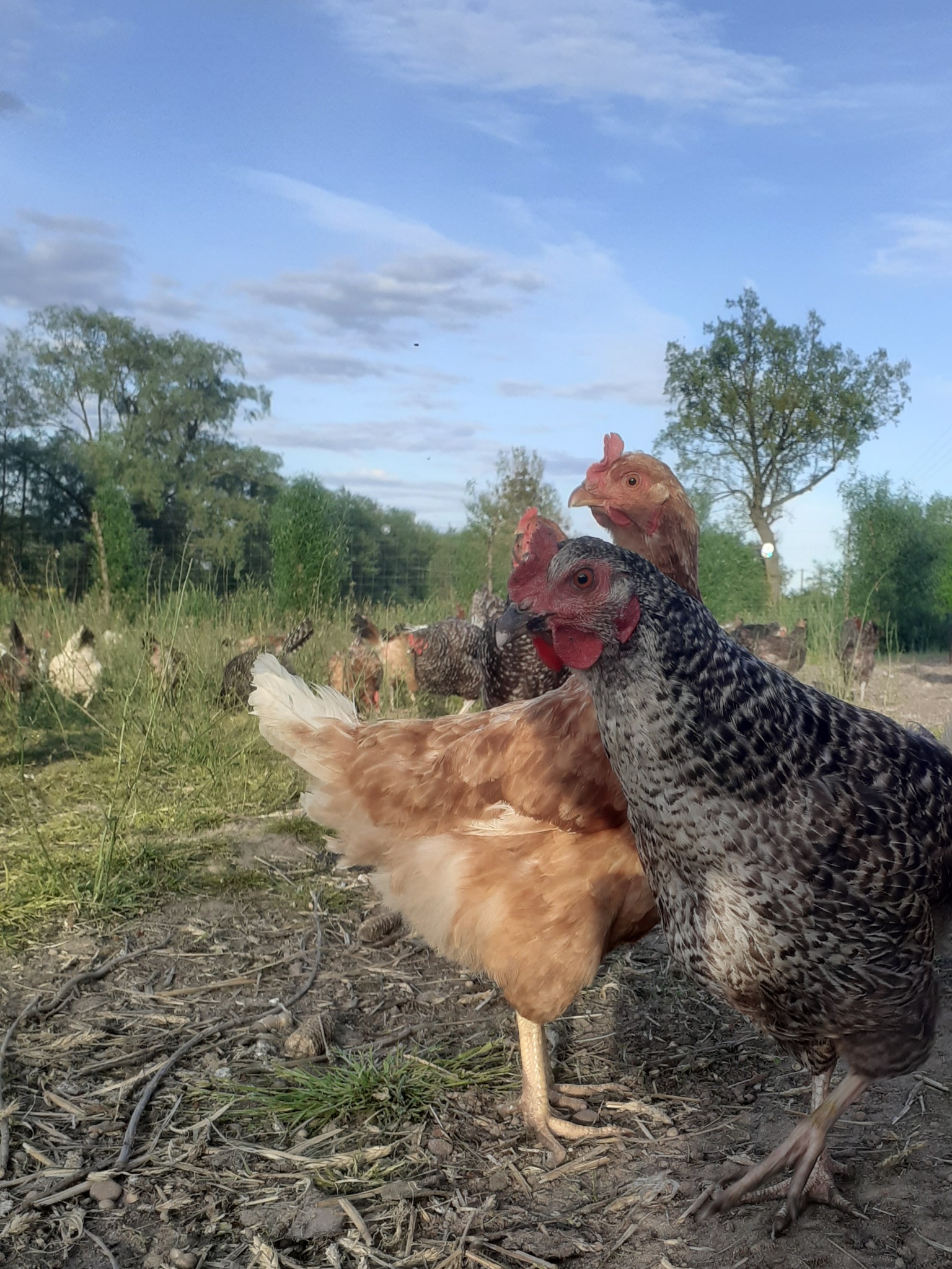 Stado kur różnych ras na naturalnym wybiegu z trawą i drzewami w tle, w porannym świetle.