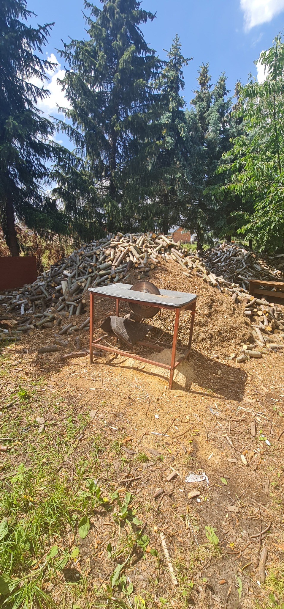 Stół z piłą tarczową na tle sterty pociętego drewna kominkowego, otoczonego drzewami iglastymi.