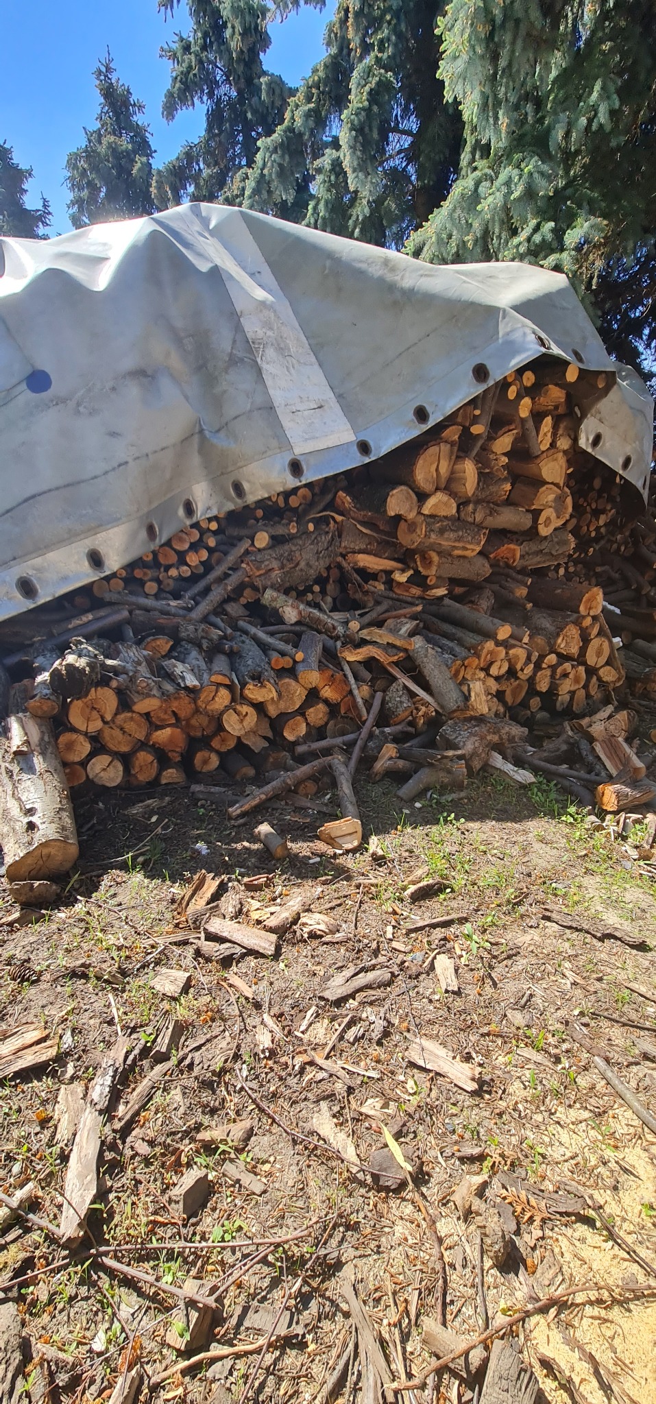 Stos pociętego drewna kominkowego, przykryty szarą plandeką z metalowymi oczkami, na ziemi w otoczeniu iglastych drzew.