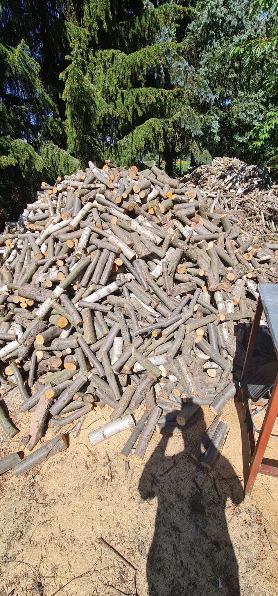 Stos pociętego drewna kominkowego ułożonego na ziemi, w tle iglaste drzewa, cień fotografa w prawym dolnym rogu.