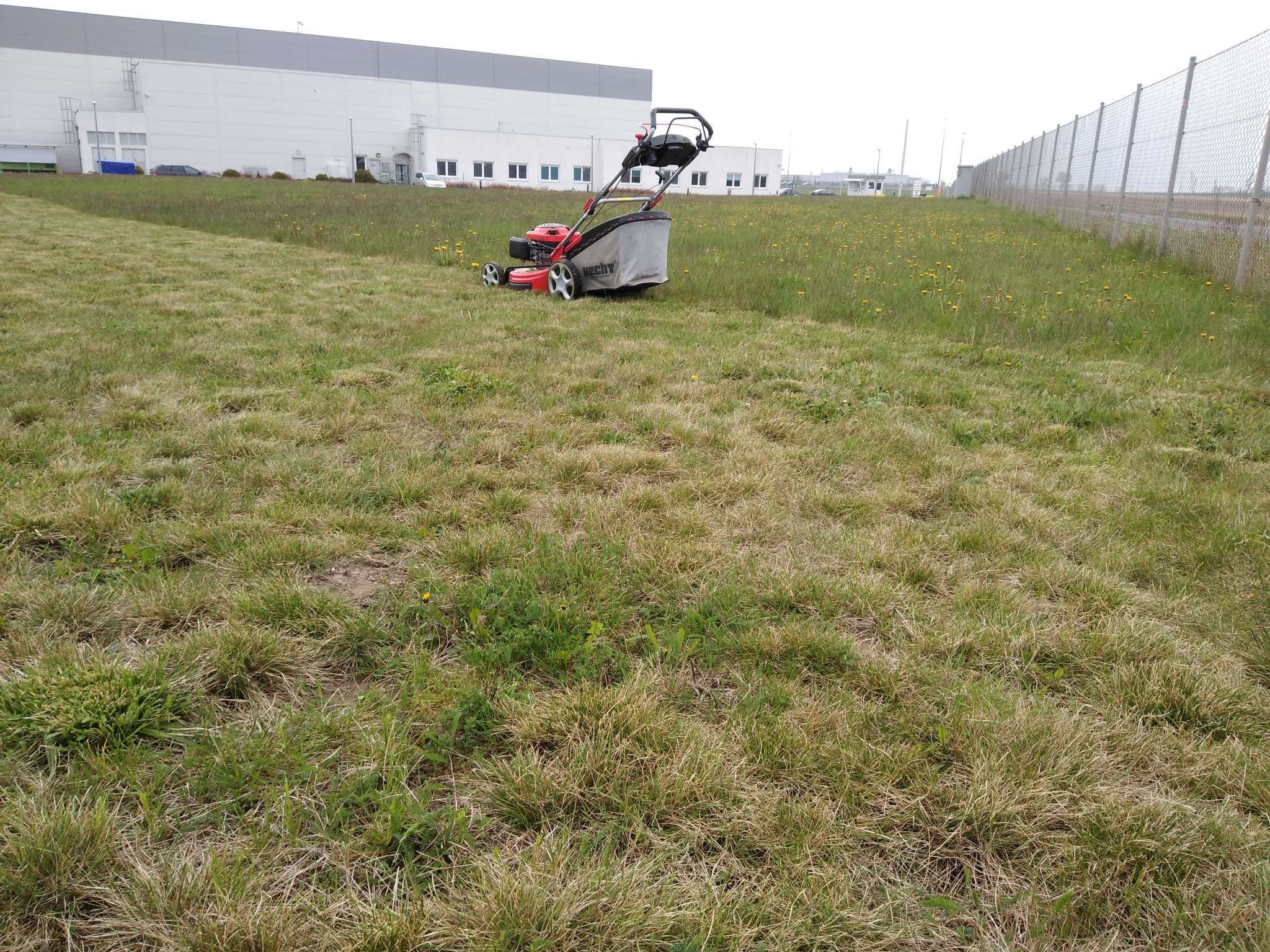 Czerwona kosiarka spalinowa z szarym koszem na trawę, stoi na nierówno skoszonej trawie przed budynkiem magazynowym i ogrodzeniem z siatki.
