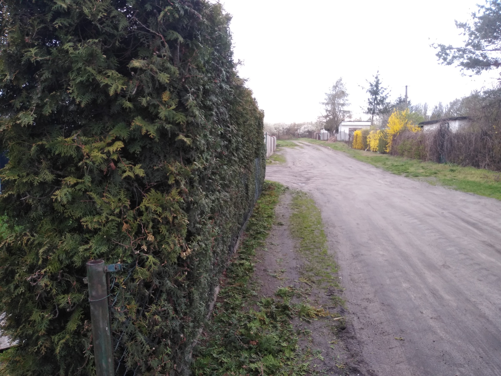 Długi, gęsty żywopłot z tui szmaragdowej wzdłuż polnej drogi, świeżo przycięte gałązki leżą na ziemi.