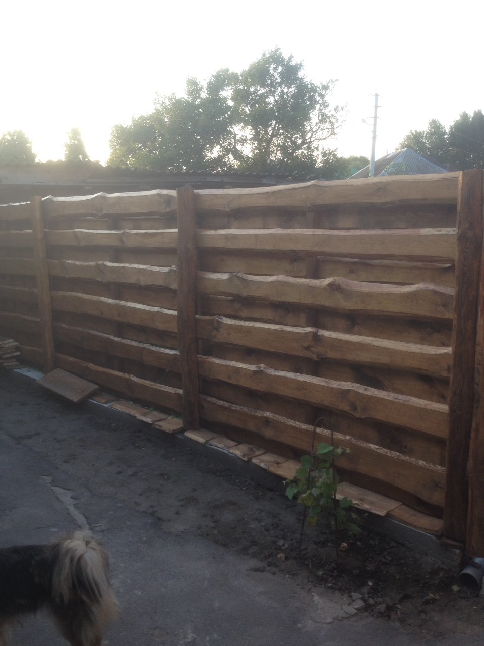 Drewniany płot z poziomych desek o nieregularnych krawędziach, świeżo zaimpregnowany, widoczny fragment posesji i roślinność u podstawy.