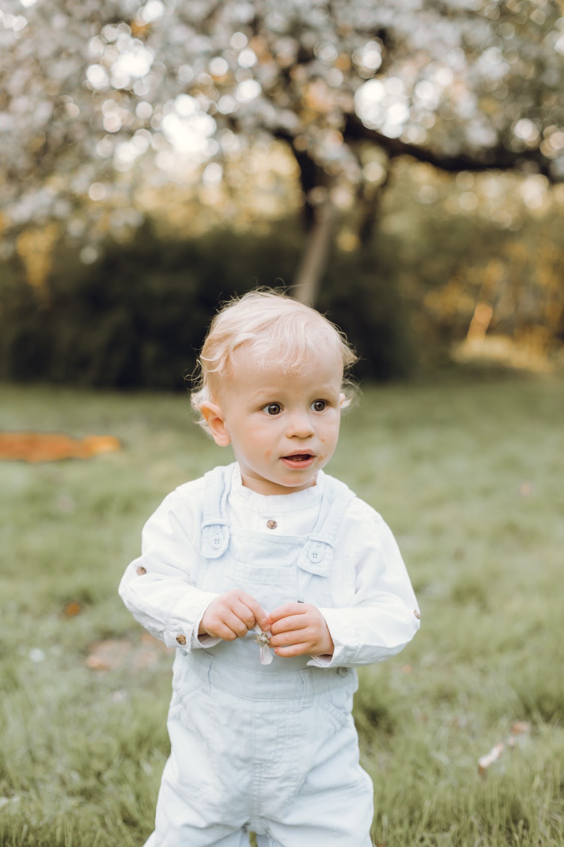 Blondwłosy chłopiec w ogrodzie, ubrany w jasnoniebieski kombinezon i białą koszulę, trzyma delikatny kwiat z opadłymi płatkami.