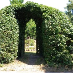 EKTA OGRÓD - Zarośnięta, zielona brama z pnączy, prowadząca do ogrodu z widocznymi drzewami i roślinami w tle.