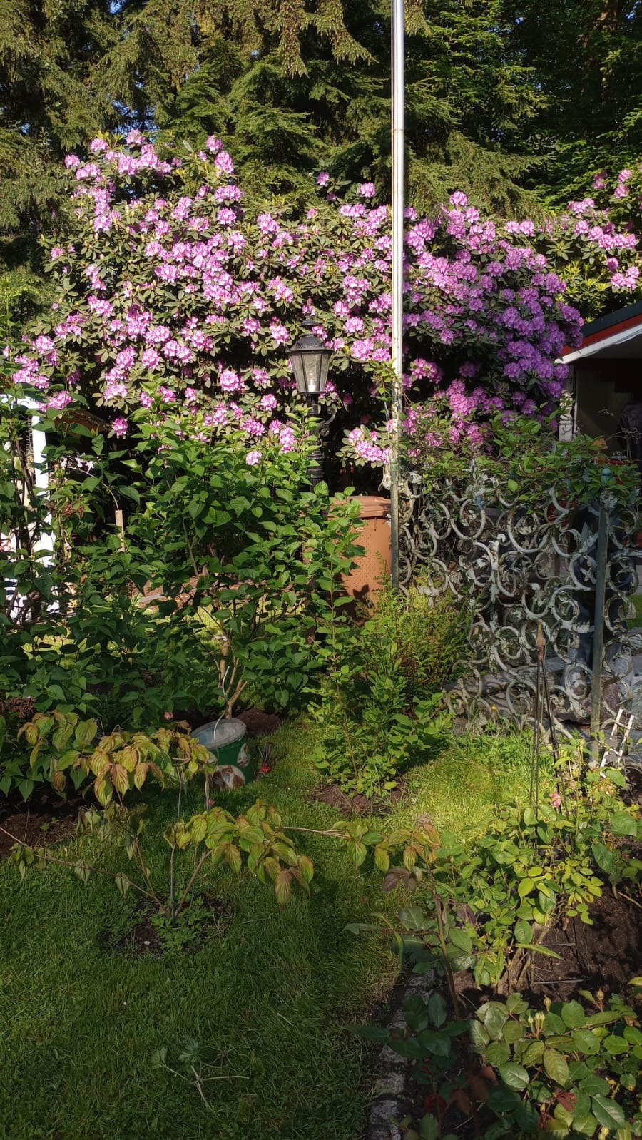 Kwitnący rododendron w ogrodzie z dekoracyjnym ogrodzeniem i starą latarnią, widoczny fragment trawnika i inne krzewy.