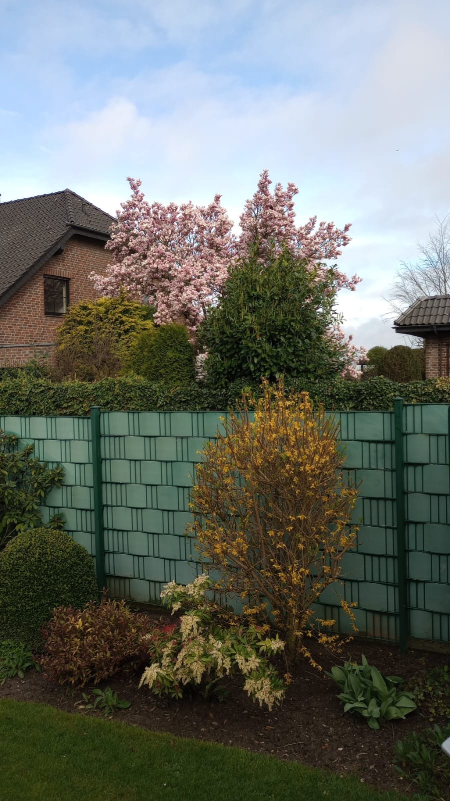 Ogród przydomowy z kwitnącymi drzewami magnolii w tle, żółtymi krzewami forsycji i zielonym płotem panelowym na pierwszym planie.