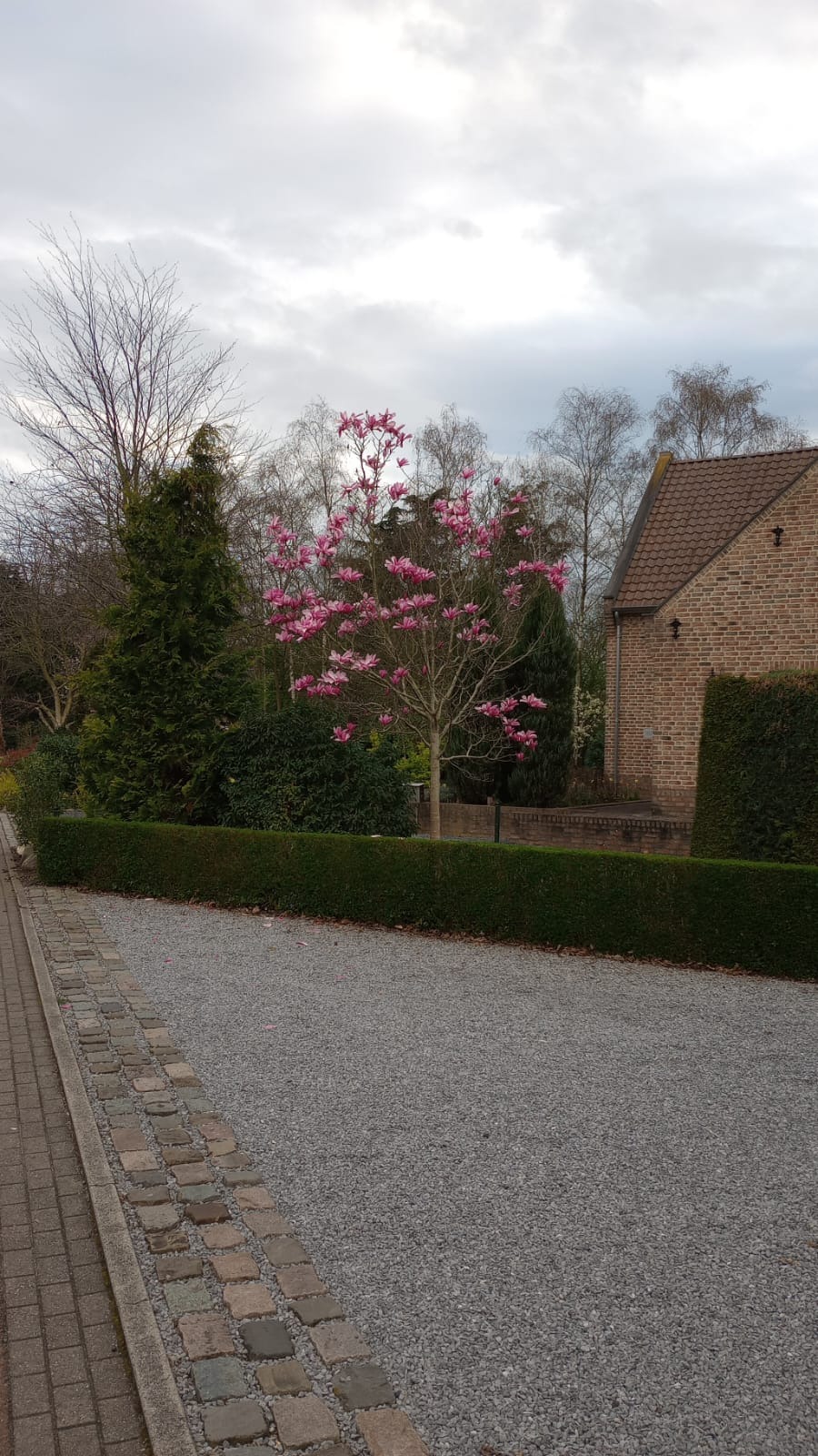 Kwitnąca magnolia w ogrodzie przed domem z cegły, widoczny równo przycięty żywopłot i żwirowa ścieżka.