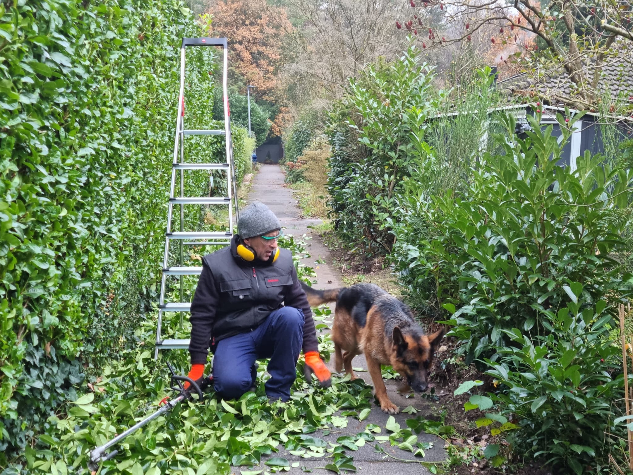 Mężczyzna w roboczych rękawicach i słuchawkach, przycina żywopłot elektrycznymi nożycami, obok stoi drabina, a pies rasy owczarek niemiecki węszy wśród opadłych liści.