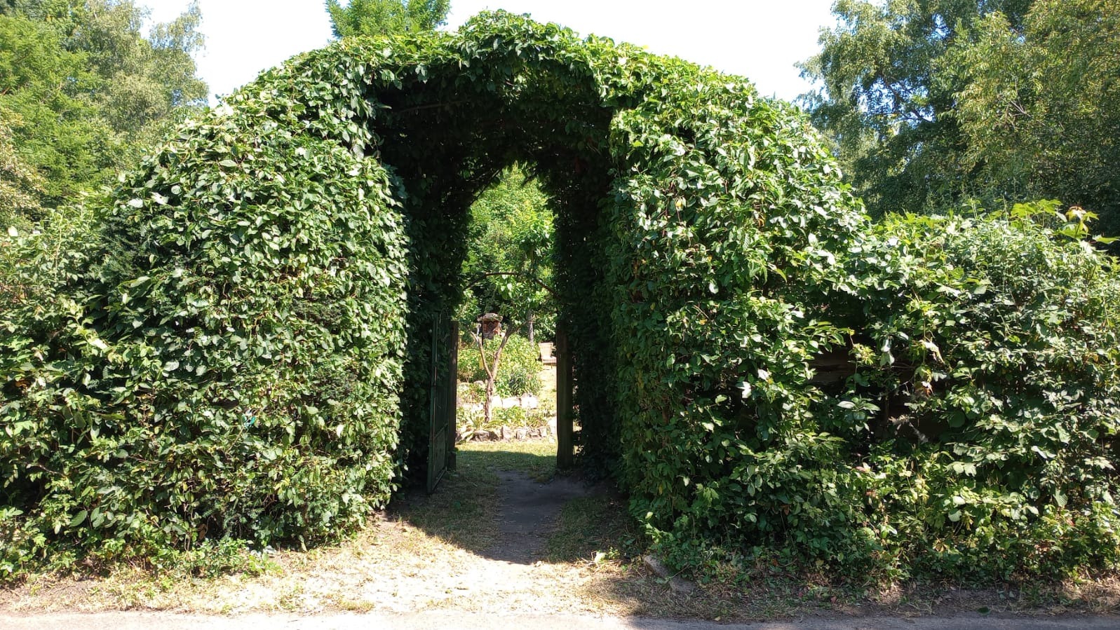 Zarośnięta, zielona brama z pnączy, prowadząca do ogrodu z widocznymi drzewami i roślinami w tle.