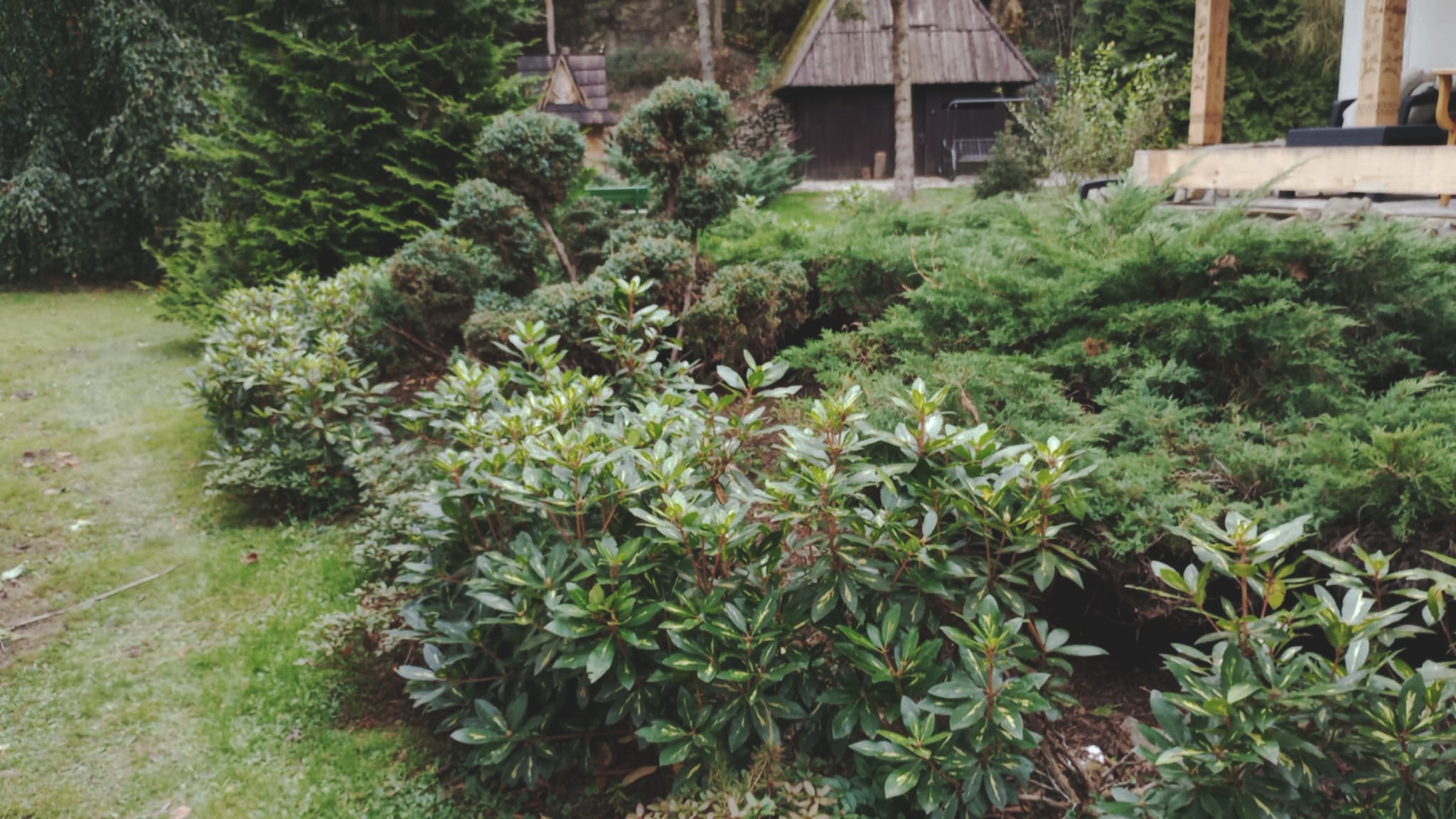 Zadbany ogród w Orawce z różnorodną roślinnością: krzewy ozdobne z jasnymi obwódkami, tuje i trawnik, w tle drewniany domek.