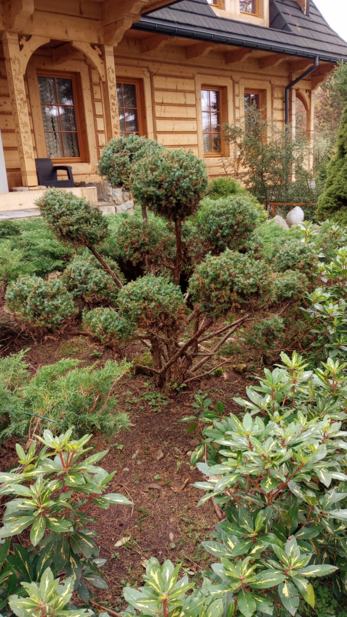 Formowany krzew iglasty w kształcie kul na tle drewnianego domu w stylu góralskim.