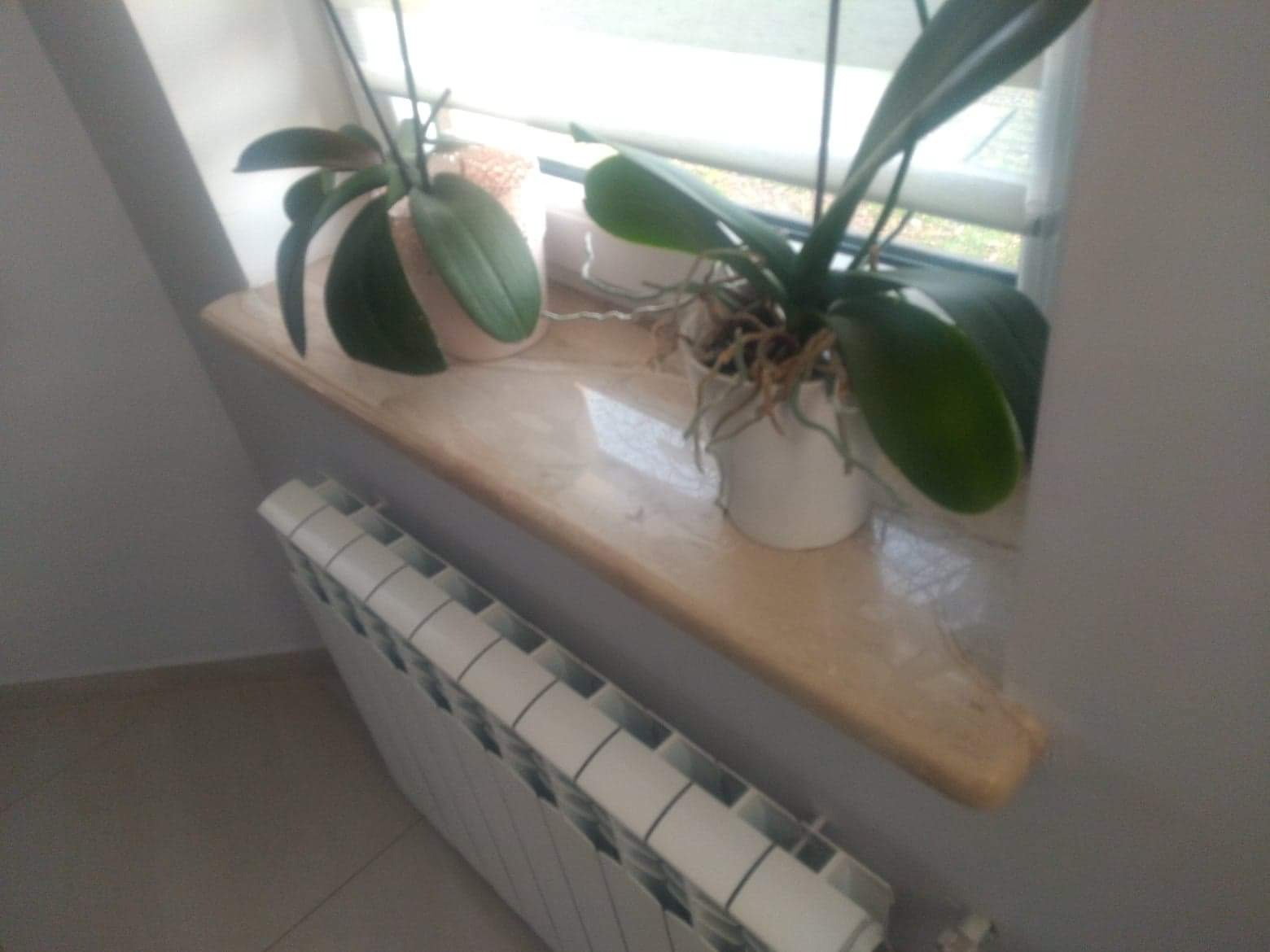 Jasny parapet z kamienia, na którym stoją dwie doniczki z orchideami, widoczny biały grzejnik pod parapetem.