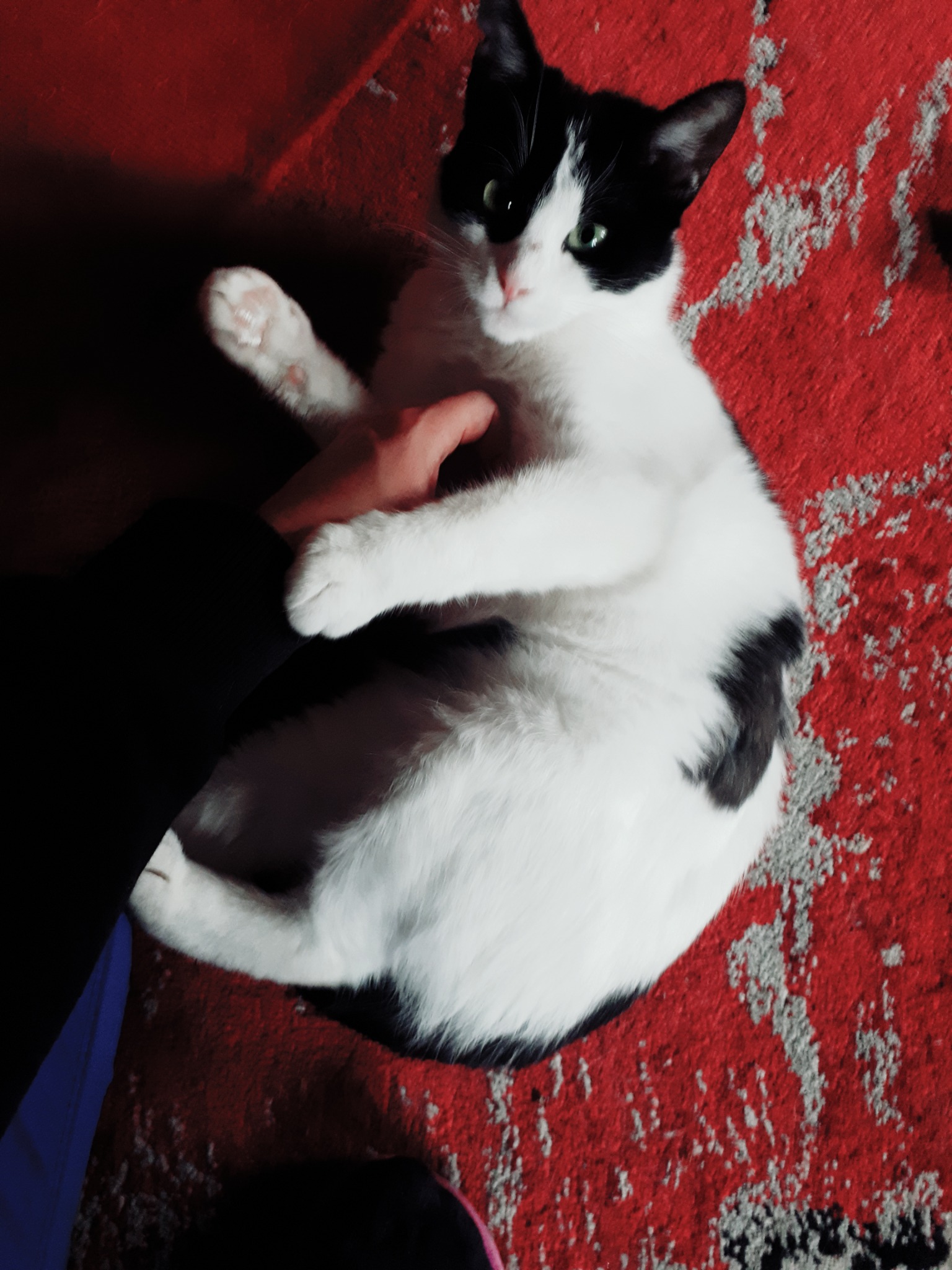 Czarno-biały kot leżący na czerwonym dywanie, głaskany przez osobę w czarnych spodniach.