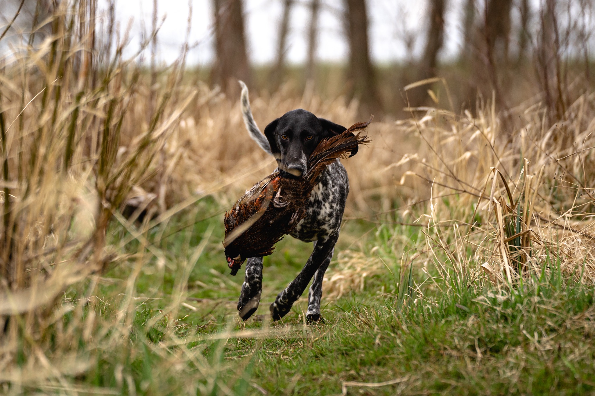 Czarno-biały pies rasy pointer biegnie przez łąkę, trzymając w pysku upolowanego bażanta.