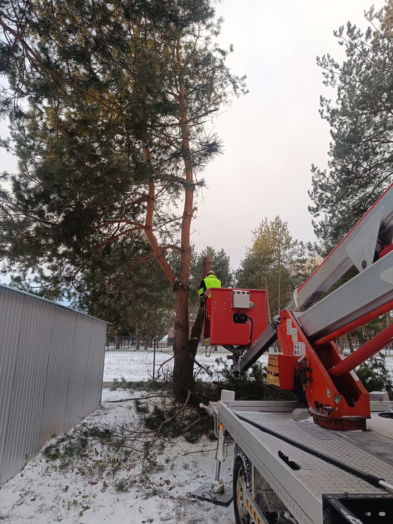 Pracownik w podnośniku koszowym przycina wysokie drzewo iglaste w pobliżu metalowego ogrodzenia. Śnieg na ziemi, pochmurne niebo.