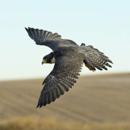 Sokół - Pellet Kleosin