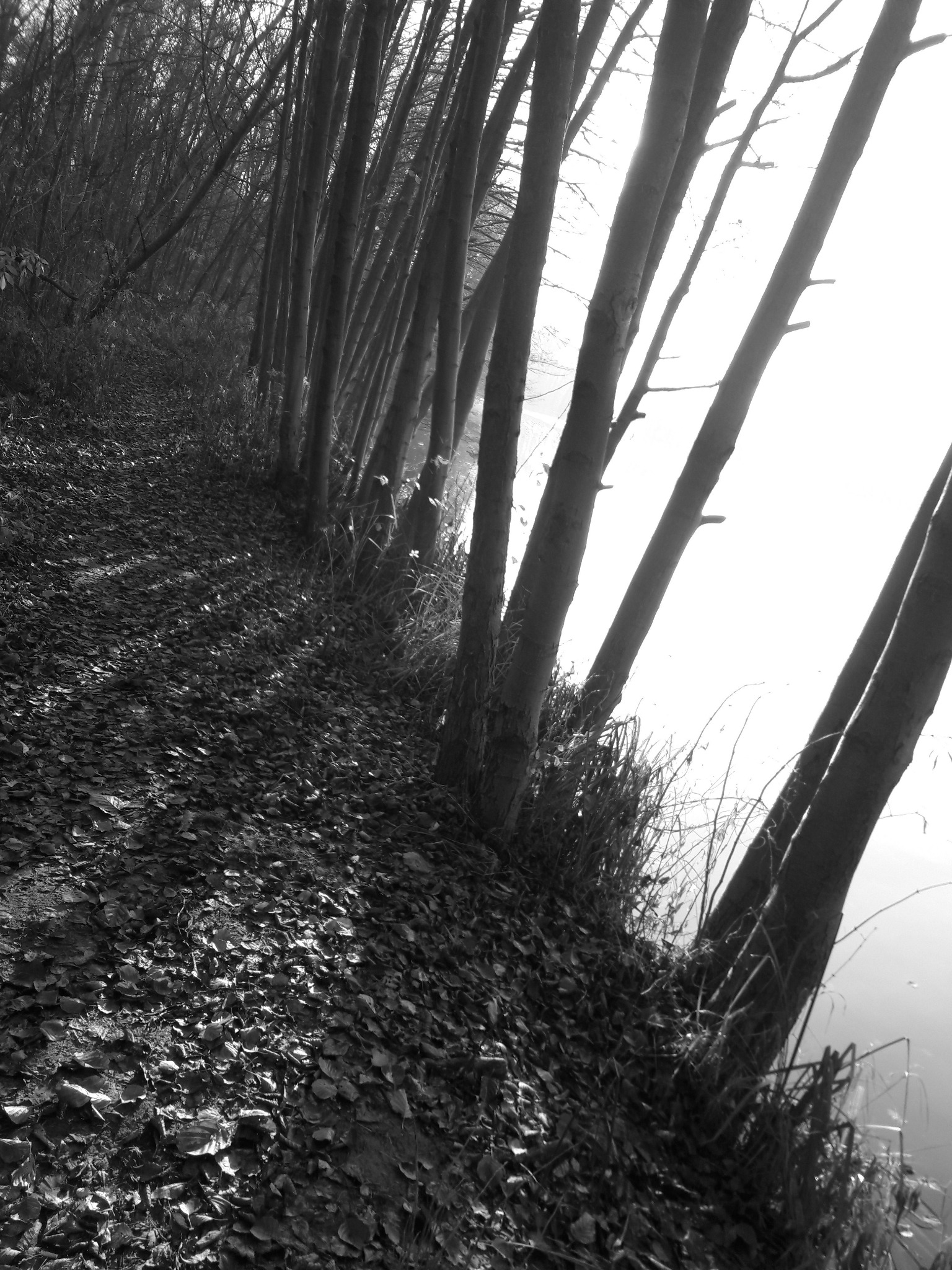 Monochromatyczny obraz rzędu drzew pochylonych w stronę lustra wody, ścieżka pokryta opadłymi liśćmi, oświetlona przez prześwitujące słońce.