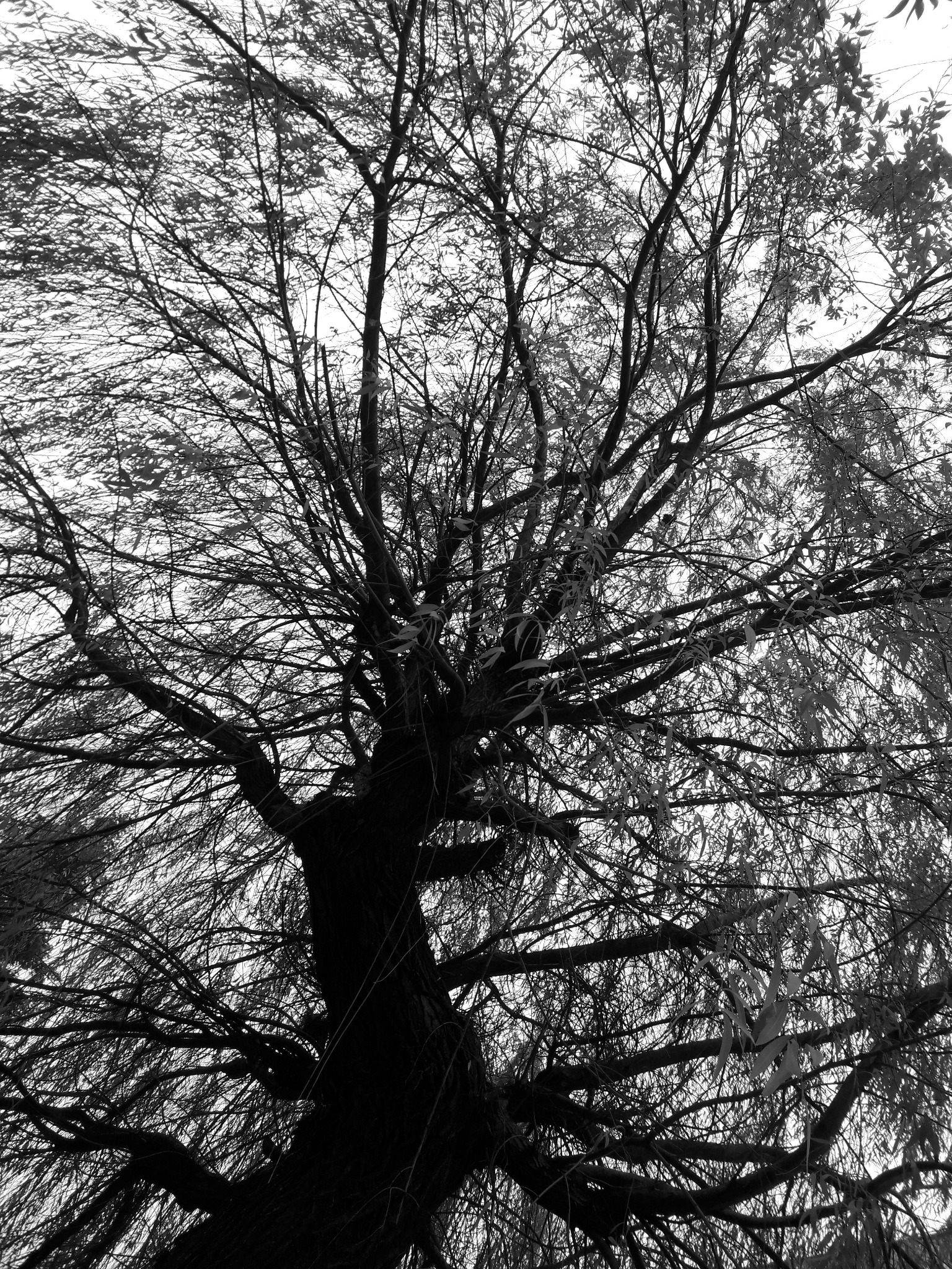 Czarno-białe zdjęcie wierzby płaczącej z perspektywy żabiej, ukazujące gęstwinę gałęzi i liści na tle jasnego nieba.