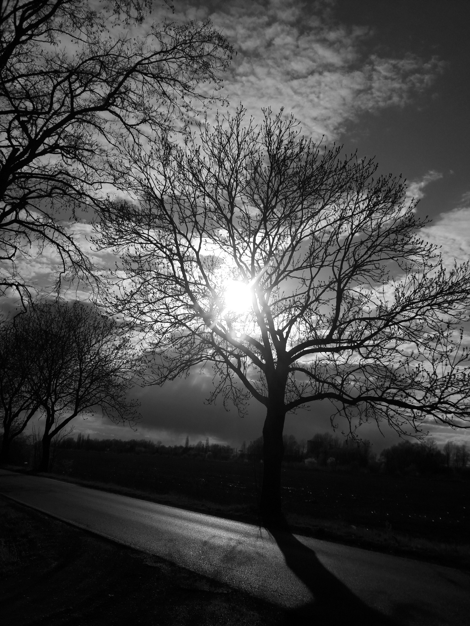 Czarno-białe zdjęcie drzewa bez liści na tle pochmurnego nieba, z promieniami słońca prześwitującymi przez gałęzie, obok asfaltowa droga.