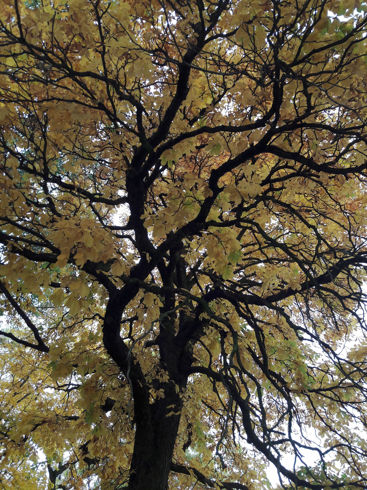 Korona drzewa z żółknącymi liśćmi, widok z dołu, gałęzie tworzą gęstą sieć na tle jasnego nieba.