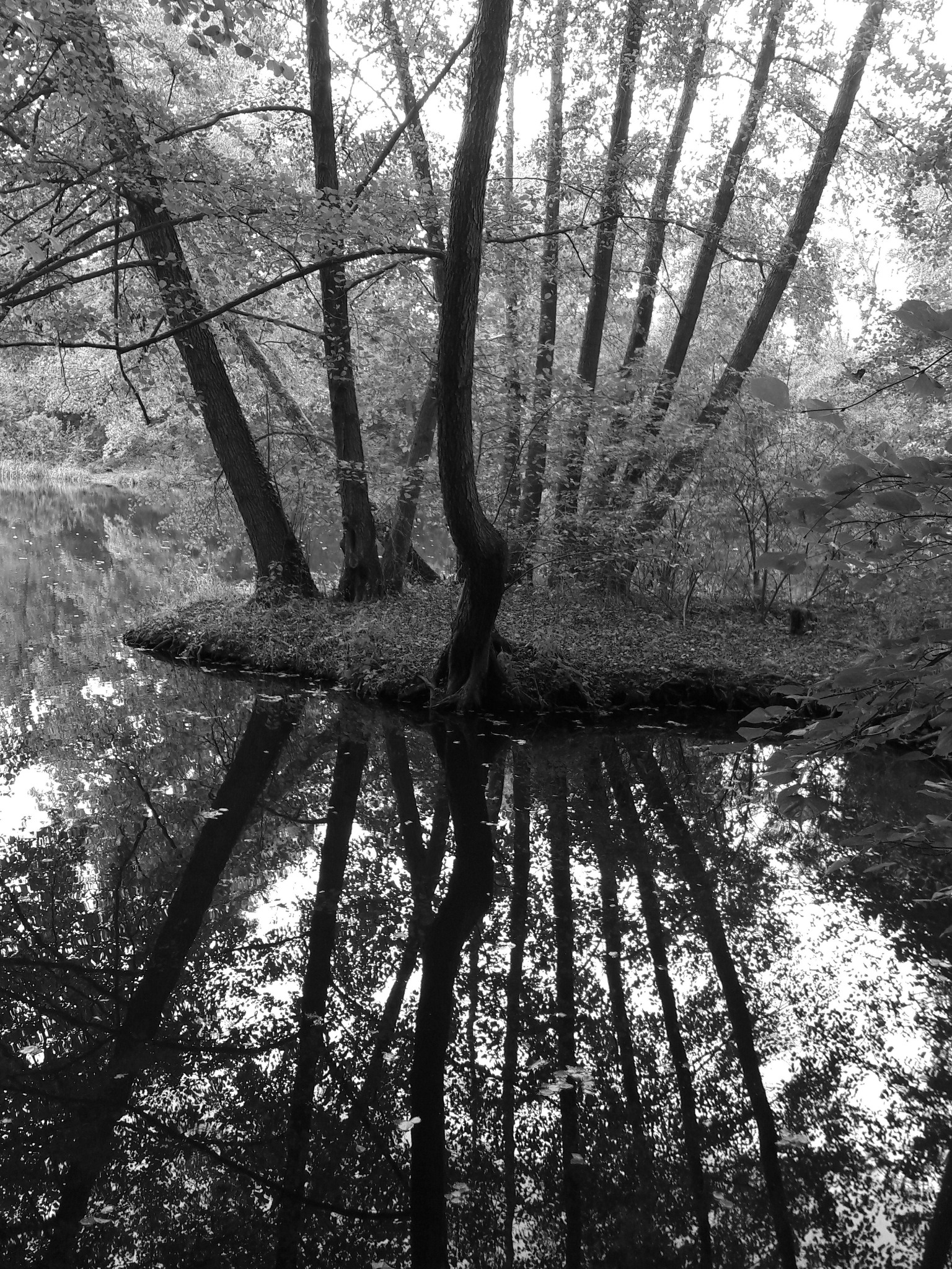 Czarno-białe zdjęcie drzew rosnących na brzegu jeziora, z wyraźnym odbiciem drzew w wodzie, tworzącym symetryczny obraz.