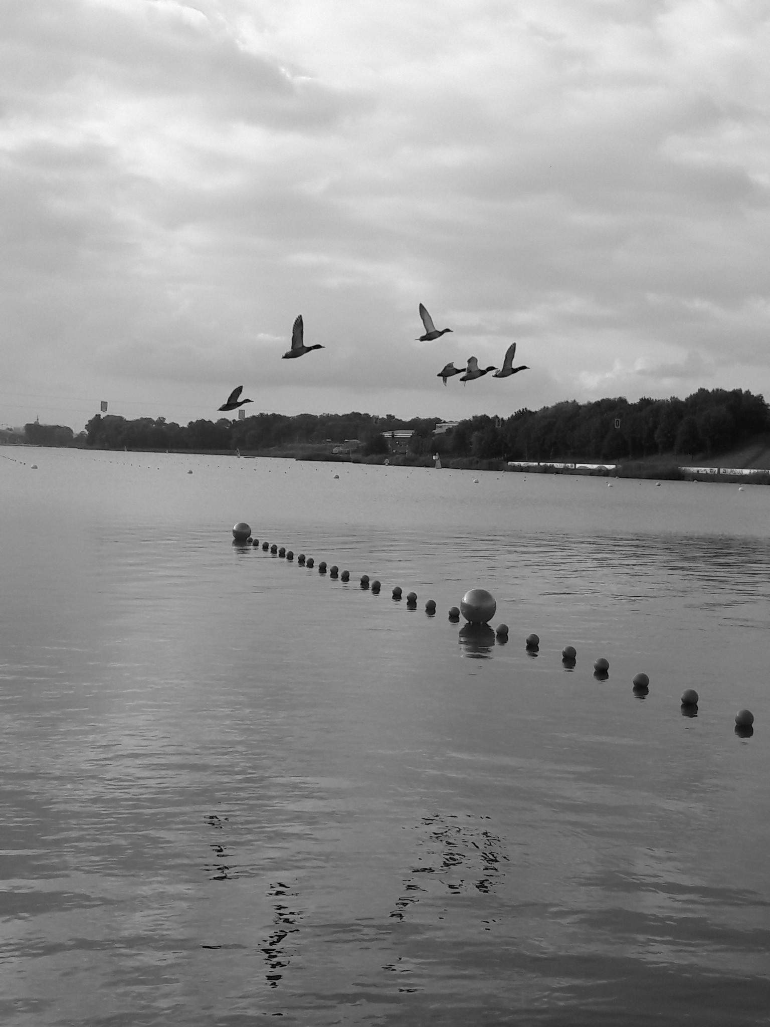 Czarno-białe zdjęcie jeziora z linią pływaków i stadem kaczek lecących nad wodą w pochmurny dzień.