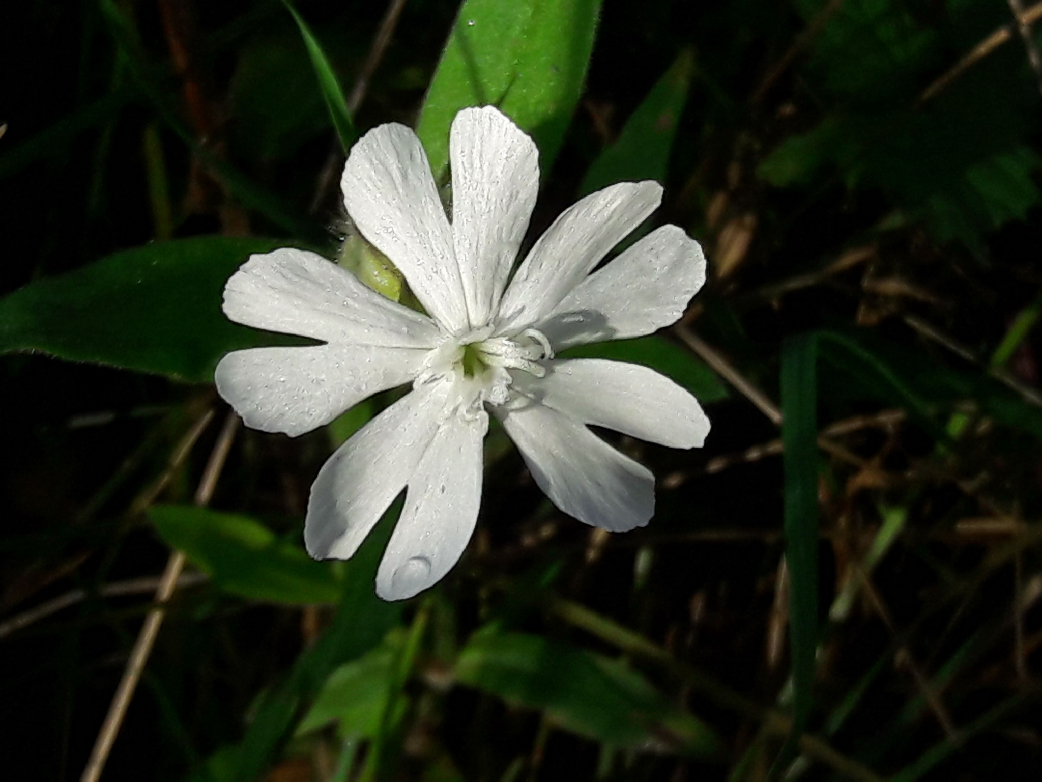 Pojedynczy biały kwiat lepnicy białej z kroplami rosy na płatkach, widoczny z góry na tle ciemnej zieleni trawy i liści.