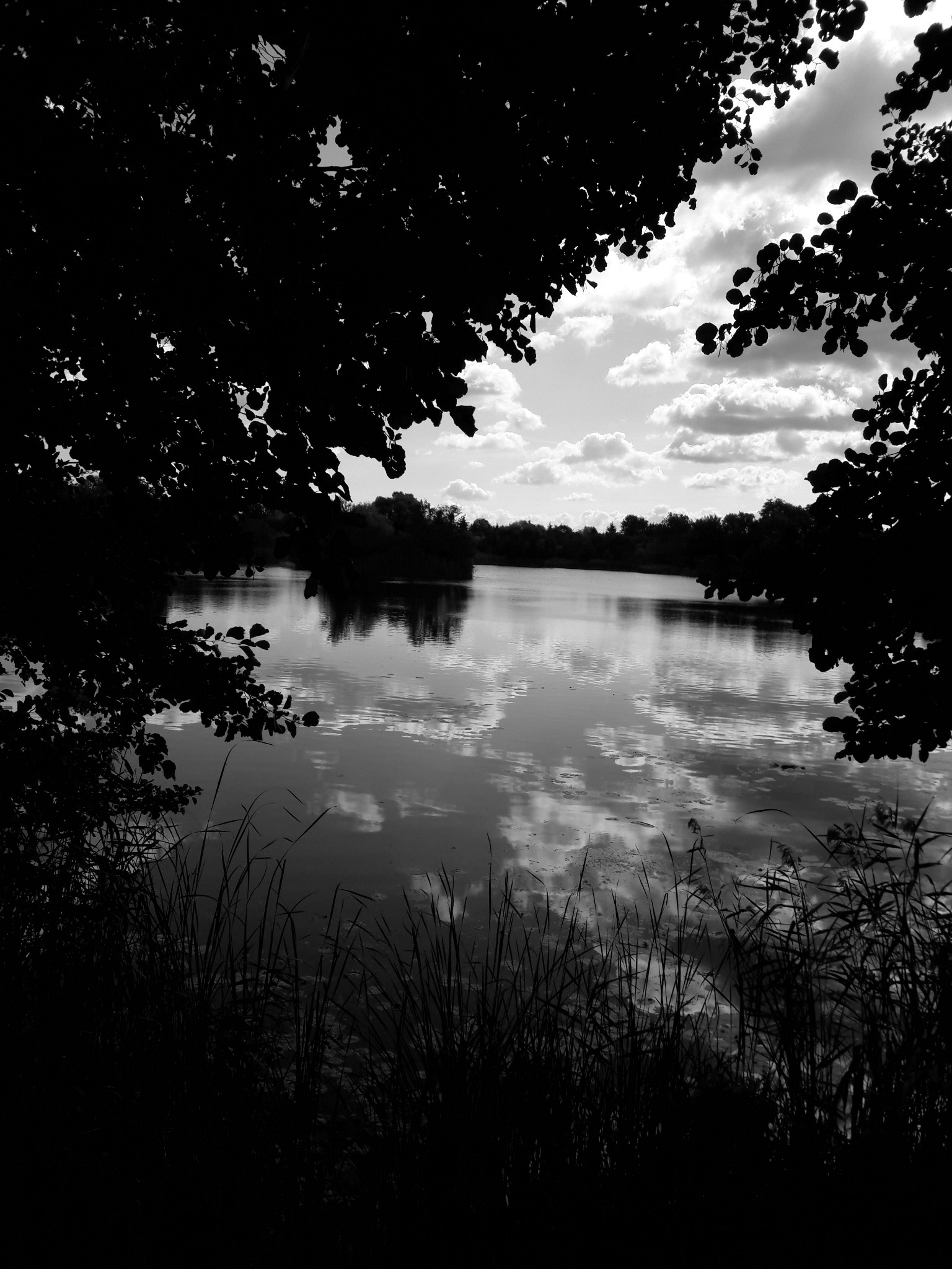 Czarno-białe zdjęcie jeziora z odbijającymi się chmurami, otoczonego drzewami i trzcinami, kadrowane przez gałęzie drzew.