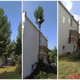 Człowiek w uprzęży, z piłą spalinową, na szczycie wysokiego drzewa obok białego budynku, w trakcie cięcia gałęzi, z widocznym pniem bez gałęzi i ściętymi gałęziami u podstawy.