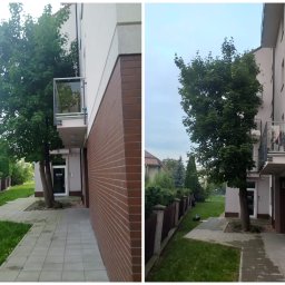 Wycinka drzew Wrocław 2