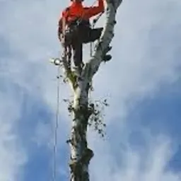 Arborysta w pomarańczowym kombinezonie, zabezpieczony linami, przycina wysokie, ogołocone z gałęzi drzewo na tle błękitnego nieba z chmurami.