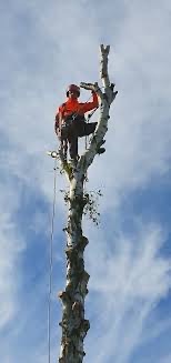 Arborysta w pomarańczowym kombinezonie, zabezpieczony linami, przycina wysokie, ogołocone z gałęzi drzewo na tle błękitnego nieba z chmurami.