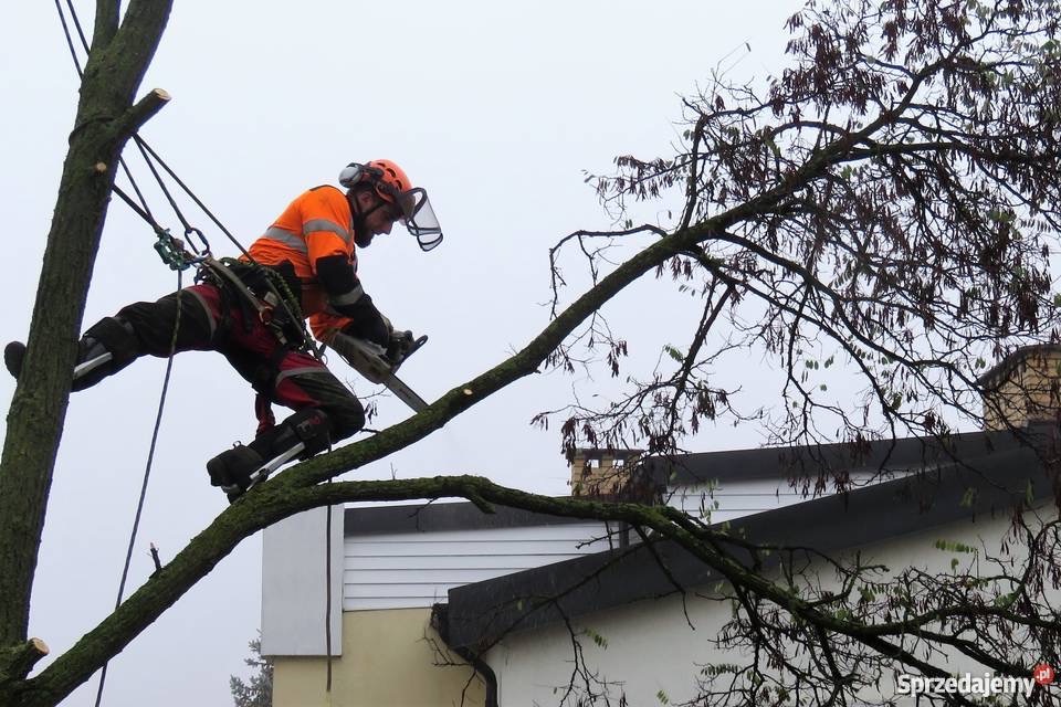 Arborysta w pomarańczowym kombinezonie i ochronie twarzy, zawieszony na linach, przecina gałąź drzewa piłą spalinową na tle szarego nieba i dachu budynku.