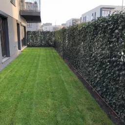 Starannie utrzymany trawnik przylegający do budynku mieszkalnego, ograniczony gęstym, zielonym żywopłotem z bluszczu, z widocznymi śladami koszenia i systemem nawadniania kroplowego wzdłuż żywopłotu.