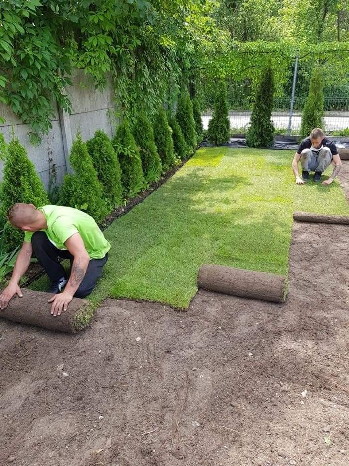 Dwaj mężczyźni rozwijają rolki świeżej, zielonej trawy na przygotowanym gruncie w ogrodzie z tujami wzdłuż ogrodzenia.