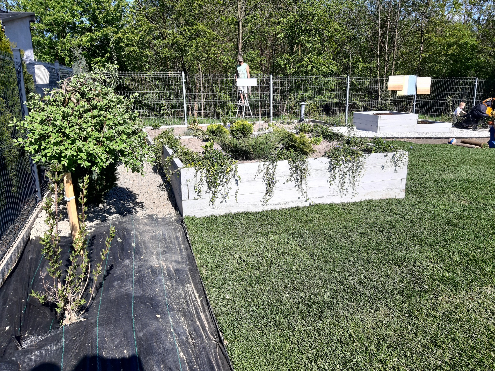 Nowo założony ogród z podwyższonymi grządkami z jasnego drewna, świeżo posiana trawa, widoczna agrowłóknina przy nowo posadzonym krzewie, w tle osoba na drabinie przy ogrodzeniu.