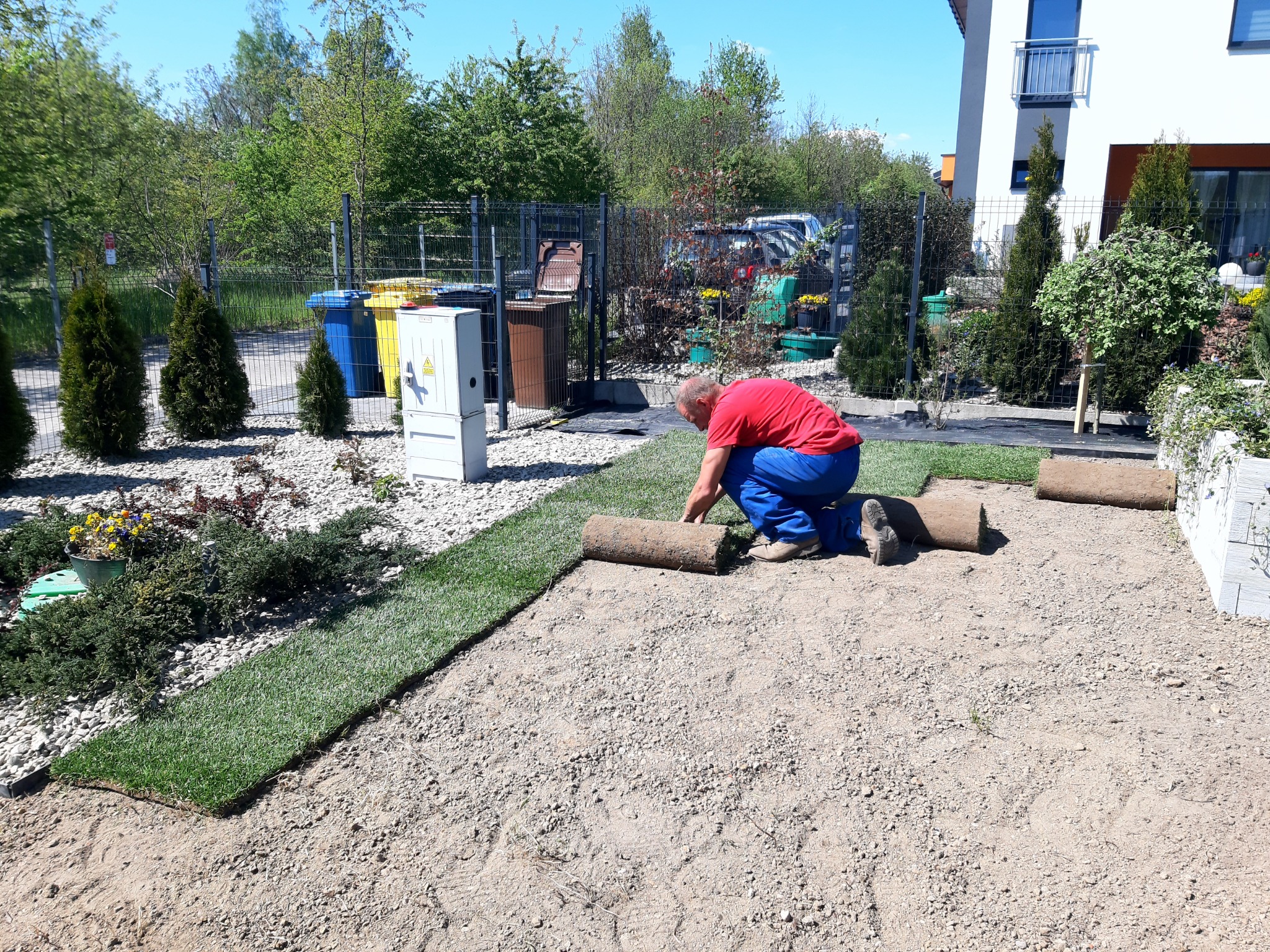 Mężczyzna w czerwonej koszulce i niebieskich spodniach rozkłada trawę z rolki na przygotowanym podłożu z kamyków, widoczne rolki trawy, w tle dom i roślinność.