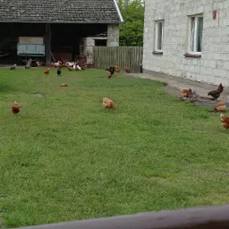 Kury różnych ras biegające po zielonym trawniku przed budynkami gospodarczymi w wiejskim otoczeniu.